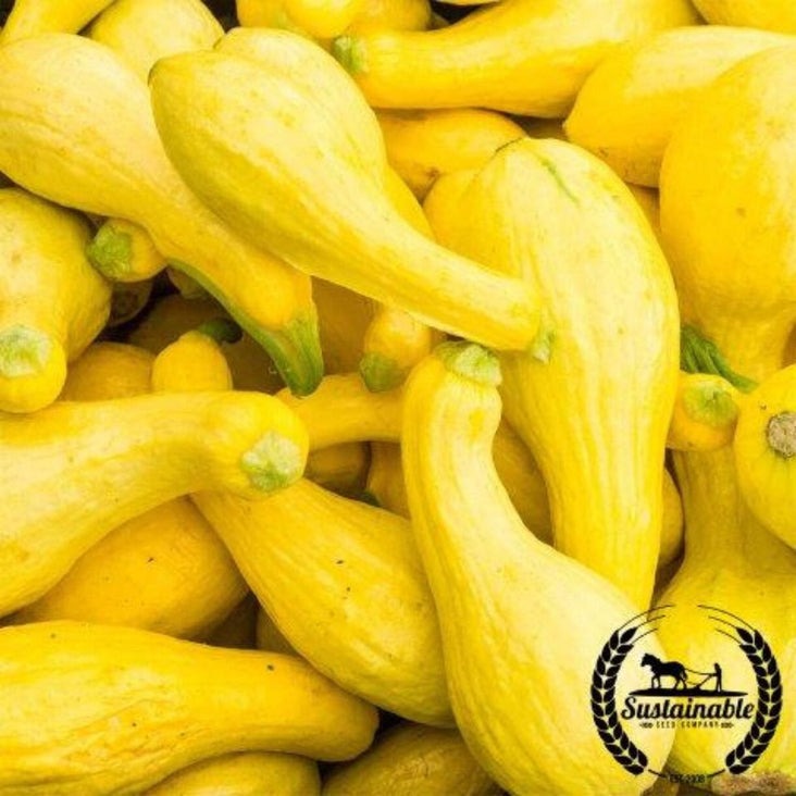Certified Organic Summer Squash Seeds - Crookneck | Gardening Seeds