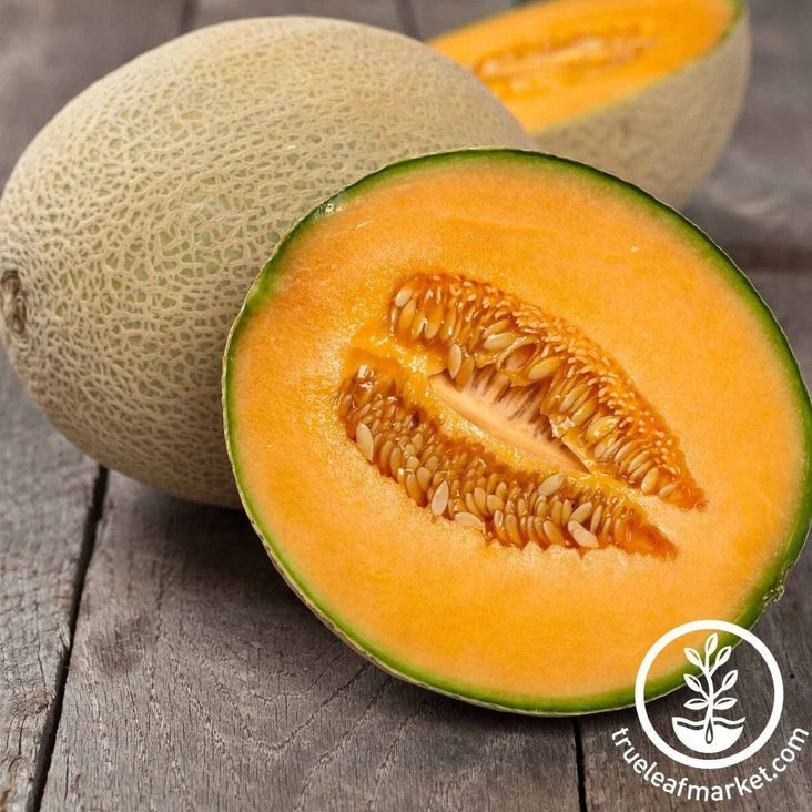 Cantalope Melon Seeds - Imperial 45 | Heirloom, Non-GMO Fruit Garden