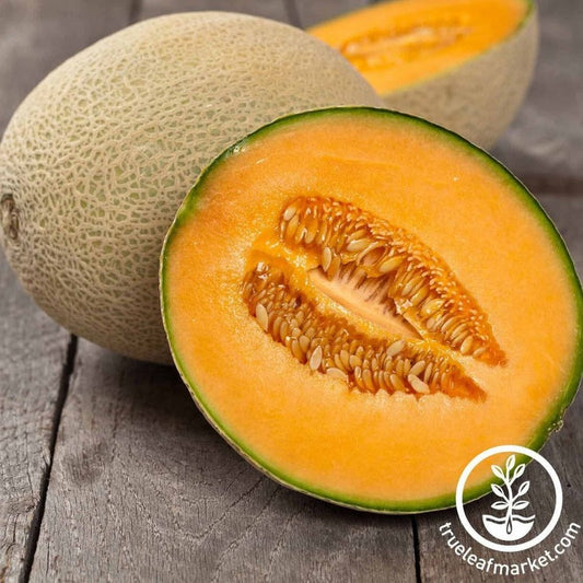 Cantalope Melon Seeds - Imperial 45 | Heirloom, Non-GMO Fruit Garden