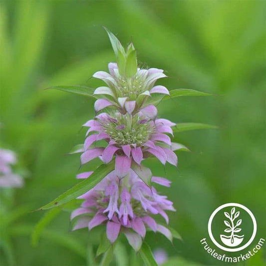 Lemon Mint Seeds - Non-GMO, Heirloom Herbal Gardening Seeds - Free S&H