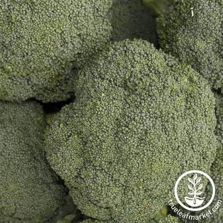 Destiny Hybrid Broccoli Gardening Seeds - Farm & Garden Seed Supplier