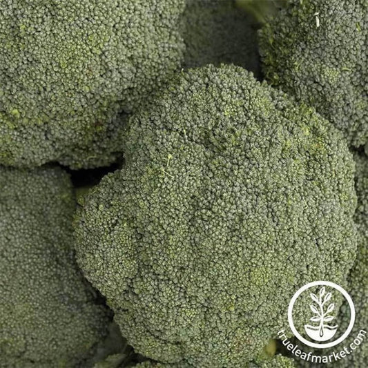 Destiny Hybrid Broccoli Gardening Seeds - Farm & Garden Seed Supplier