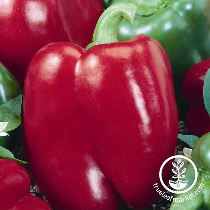 Heirloom Sweet Pepper Garden Seeds - Big Red | Non-GMO Bell Peppers
