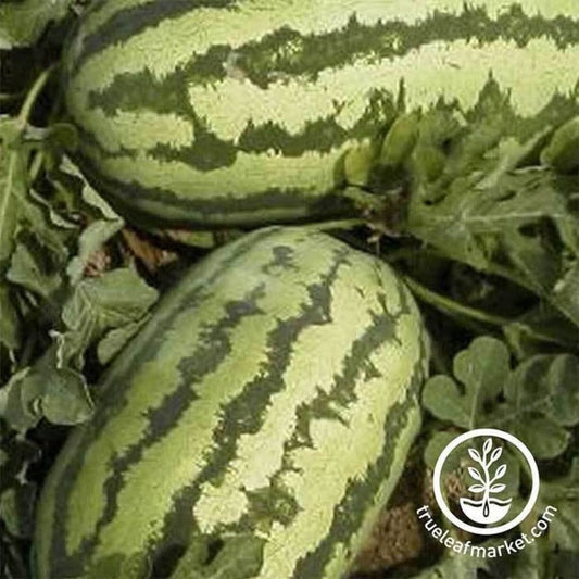 Non-GMO Jubilee Watermelon Hybrid | Hybrid Garden Seed
