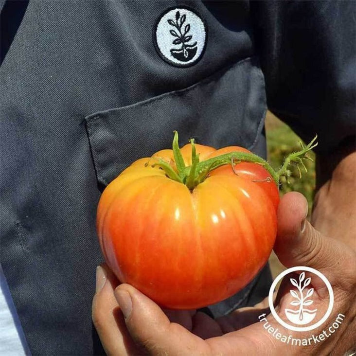 Non-GMO Tomato Seeds - Pineapple | Heirloom Vegetable Garden Seeds
