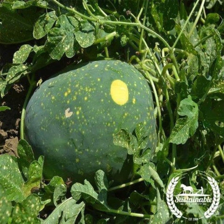 Non-GMO Moon & Stars Organic Watermelon | Heirloom Garden Seed