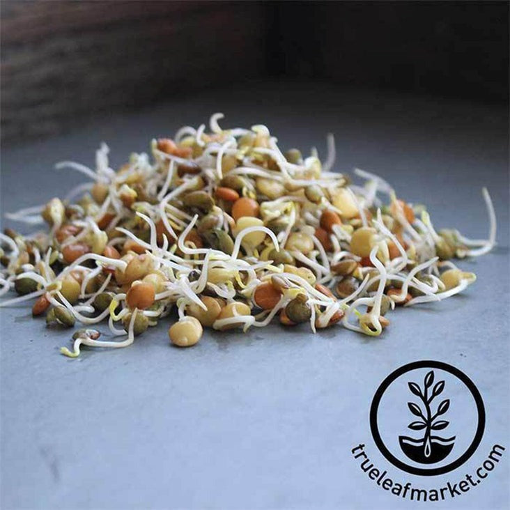 Organic Lentil Salad | Crunchy Lentil Fest Sprouting Lentils