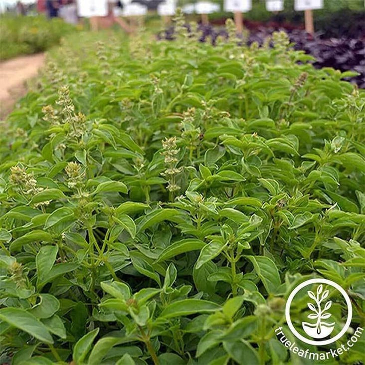 Lime Basil Herb Seeds from MVS | Wide Selection of Herb Garden Seed