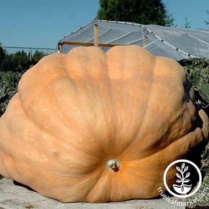 Pumpkin Seeds - Dill's Atlantic Giant | Heirloom, Non-GMO, Huge, Large