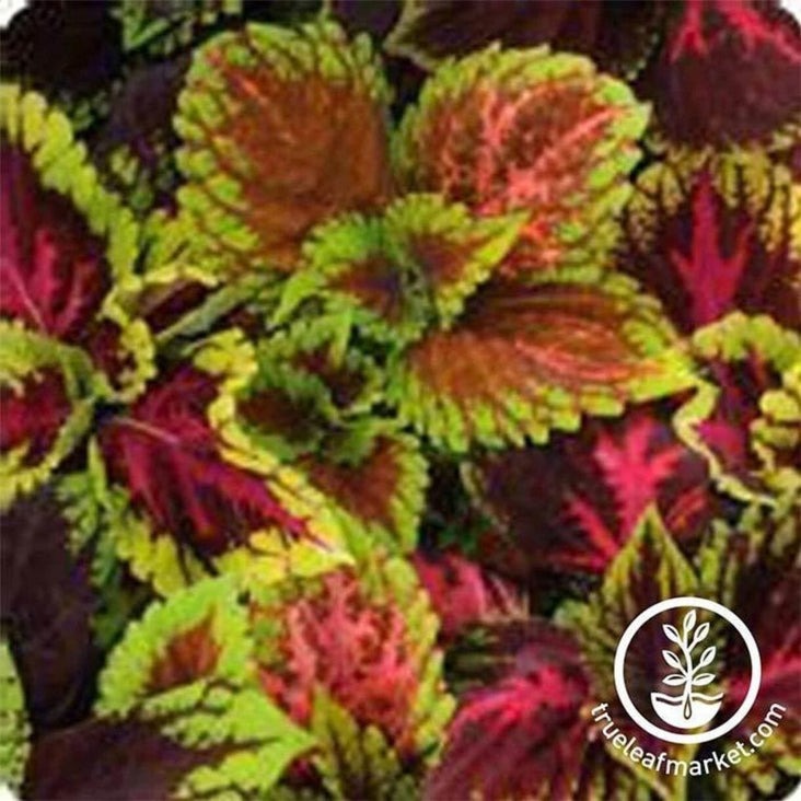 Coleus Seeds - Kong Series | Decorative & Ornamental House Plant Seeds