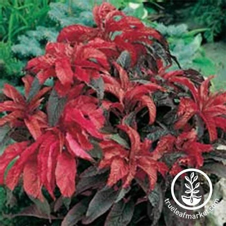 Early Splendor Amaranthus Plant Seeds | Ornamental Plants - Free S&H
