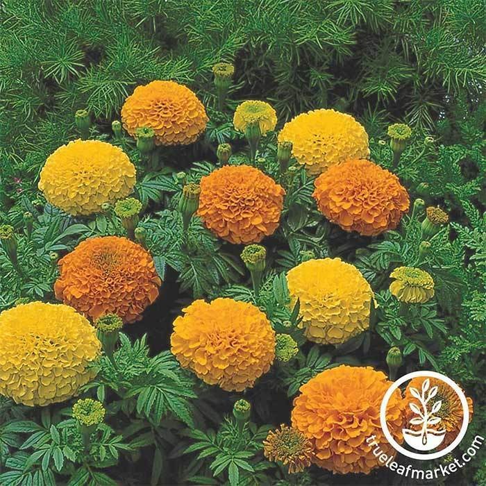 Marigold Flower Seeds - Inca II Series - Hybrid, Annual Flower Garden