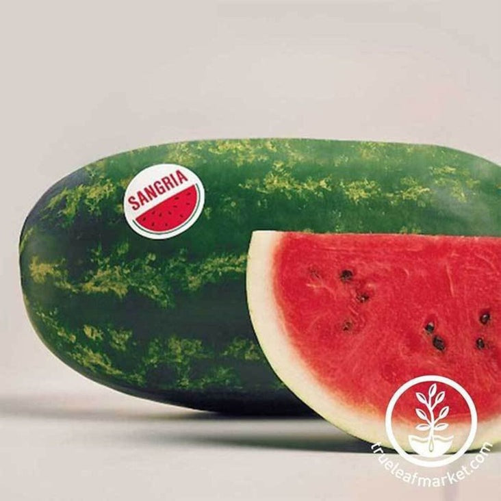 Non-GMO Sangria FI Hybrid Watermelon Seeds | Watermelon Garden Seed