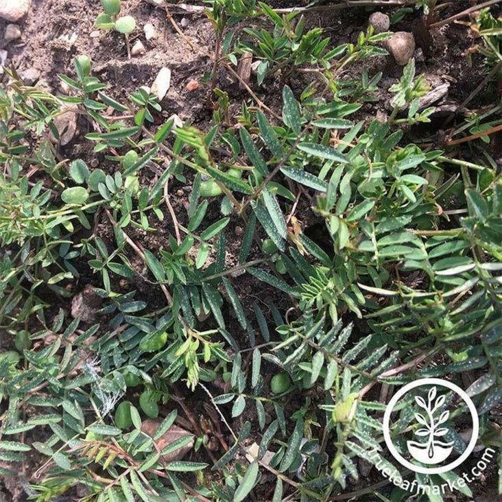 Non-GMO Hairy Vetch Cover Crop Seeds | Farm & Garden - Open Pollinated