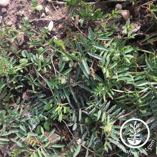 Non-GMO Hairy Vetch Cover Crop Seeds | Farm & Garden - Open Pollinated