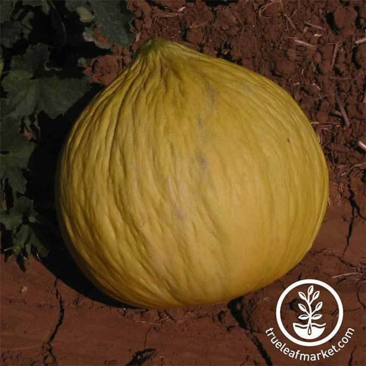 Heirloom Casaba Melon Seeds - Golden Beauty | Non-GMO Fruit Seeds