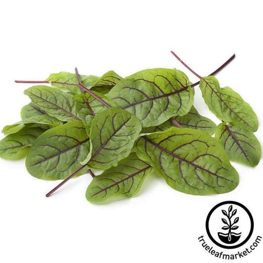 Red Veined Sorrel Herb Seeds | Non-Gmo Culinary Herb Garden Seed