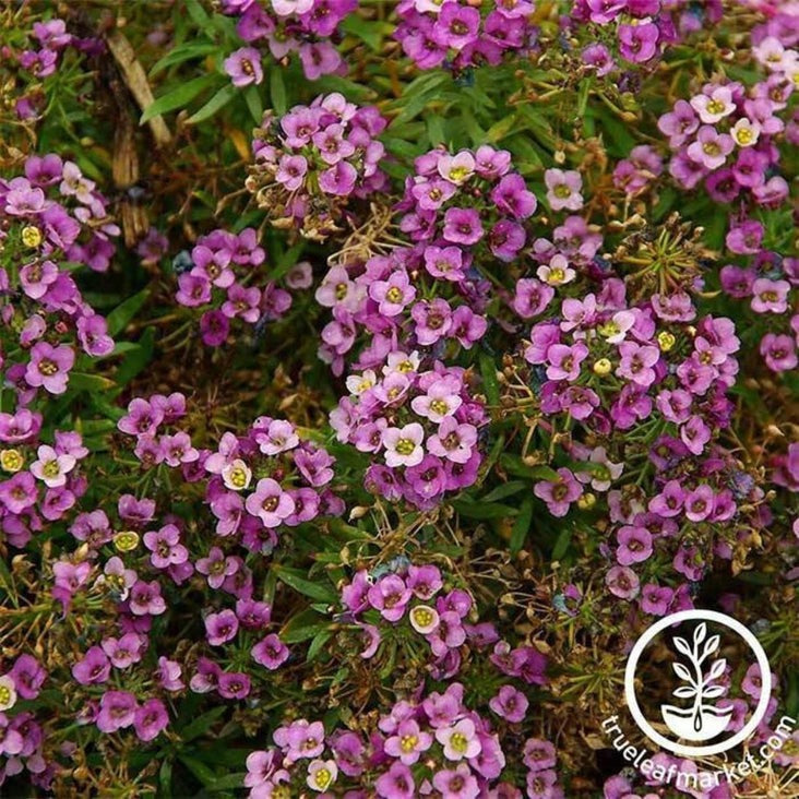 Alyssum Flower Seeds - Rosie O'Day | Lobularia Maritima- Free Shipping