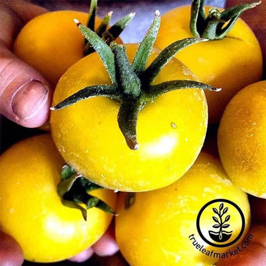 Tomato Seed | Lemon Boy Hybrid