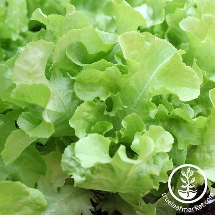 Heirloom Leaf Lettuce Seeds - Oakleaf | Non-GMO Vegetable Garden Seeds