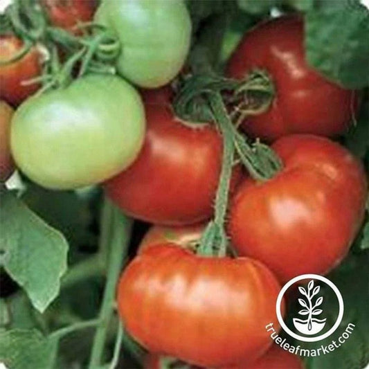 Discover Super Fantastic Hybrid tomato seeds among a range of vegetable seeds at Mountain Valley Seed.