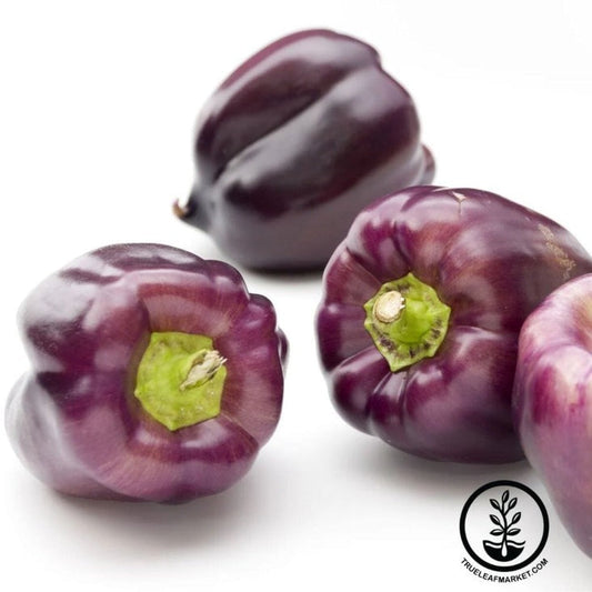Sweet Pepper - Purple Beauty