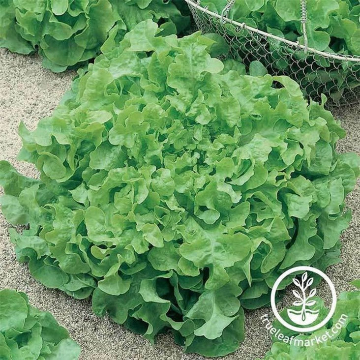 Heirloom Leaf Lettuce Garden Seeds - Green Salad Bowl | Crisphead Seed
