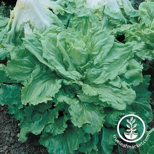 Heirloom Endive Seeds - Broadleaf Batavian | Non-GMO Vegetable Seeds