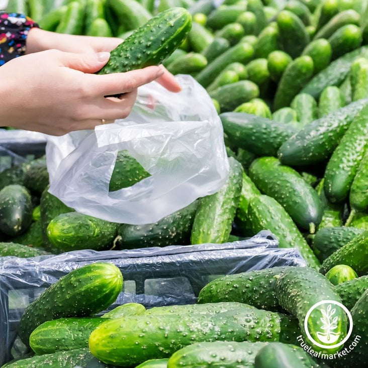 Organic Cucumber Seeds - Marketmore 76 | Heirloom, Non-GMO Gardening