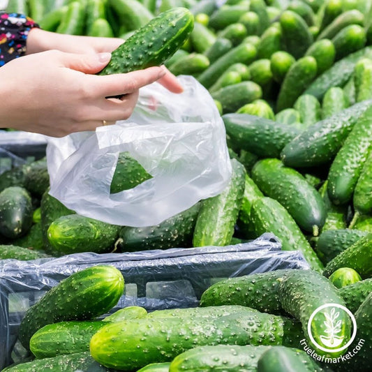 Organic Cucumber Seeds - Marketmore 76 | Heirloom, Non-GMO Gardening
