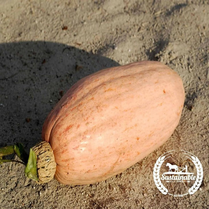 Organic Winter Squash Seed | Pink Banana Jumbo