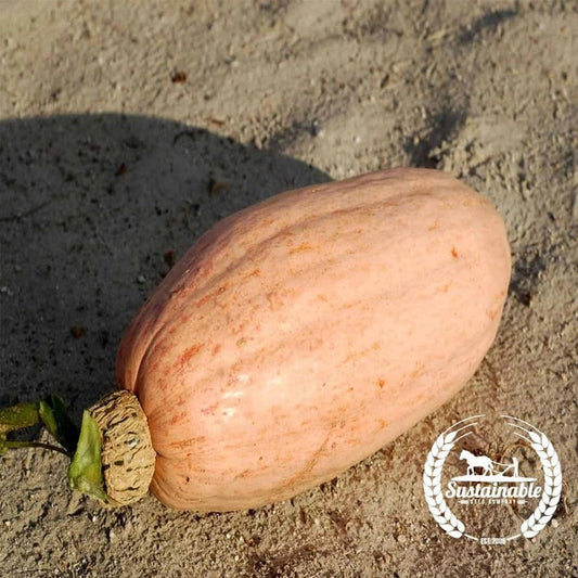 Organic Winter Squash Seed | Pink Banana Jumbo
