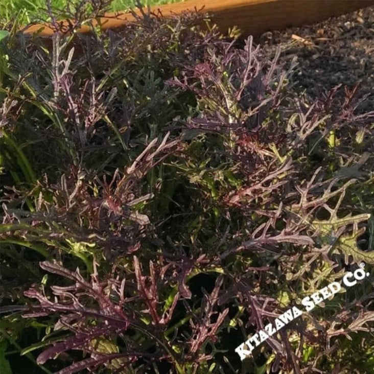 Mustard Seeds - Red Leaf Mizuna Japanese Mustard - Heirloom, Non-GMO