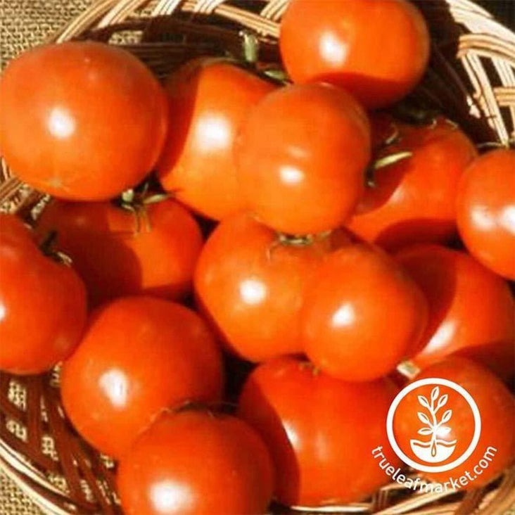Heirloom Tomato Seed - Rutgers | Buy Non-GMO Vegetable Gardening Seeds