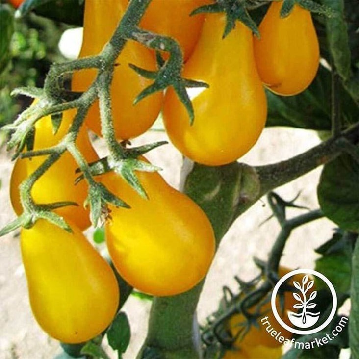 Non-GMO Yellow Plum Tomato Seeds | Heirloom Tomato Seed