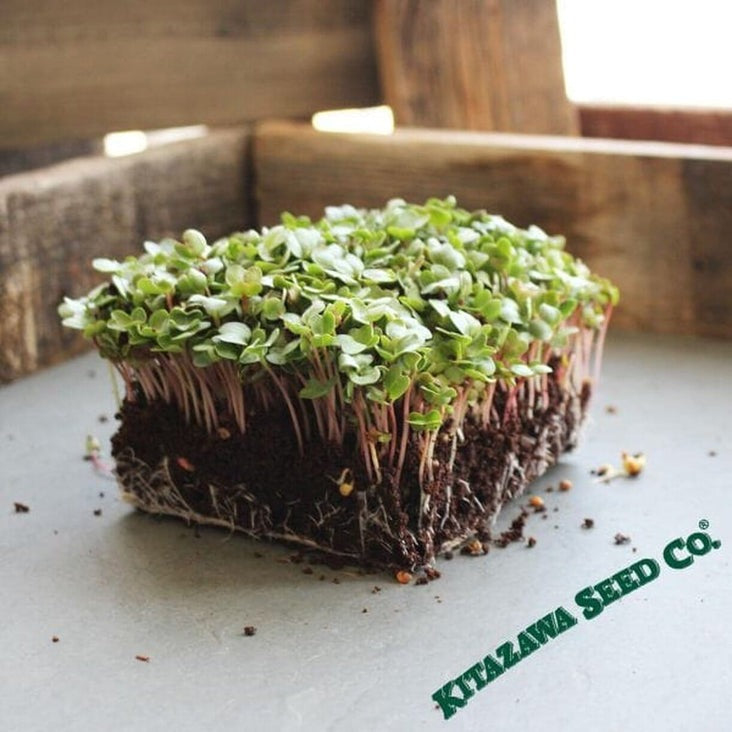 China Rose Radish Microgreens Seeds - Non-GMO Micro Radish Greens