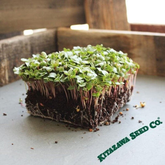 China Rose Radish Microgreens Seeds - Non-GMO Micro Radish Greens