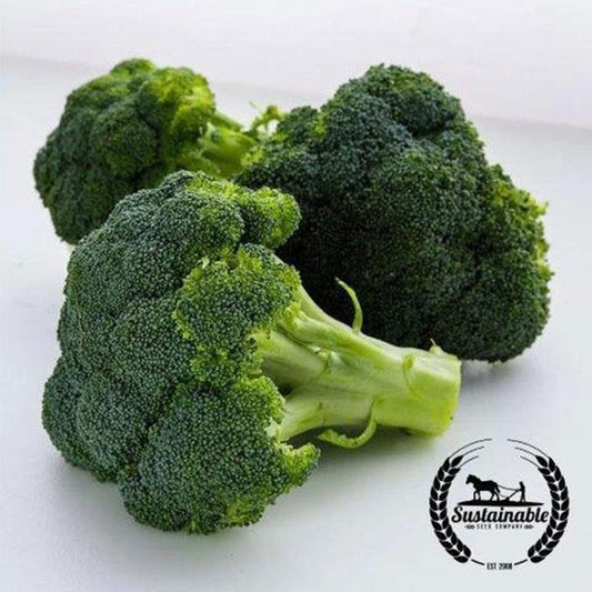 Organic Broccoli Seeds - Waltham 29 | Non-GMO Vegetable Gardening Seed