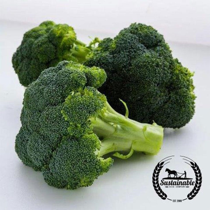 Organic Broccoli Seeds - Waltham 29 | Non-GMO Vegetable Gardening Seed