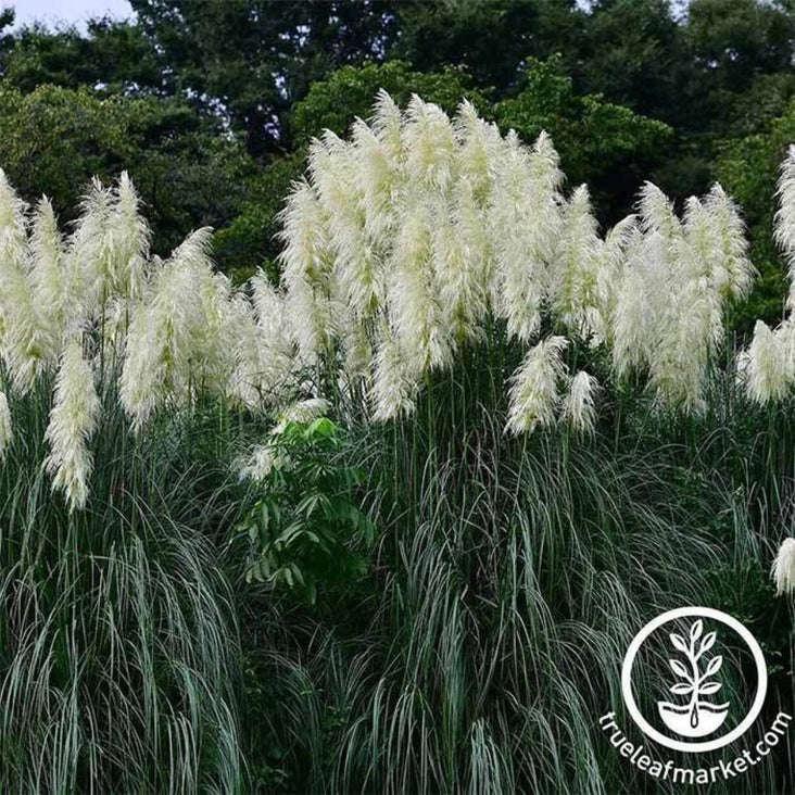 Pampas Grass Seeds: Argentea (White) & Rosea (Pink) - Wholesale Prices