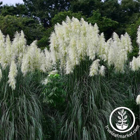 Pampas Grass Seeds: Argentea (White) & Rosea (Pink) - Wholesale Prices