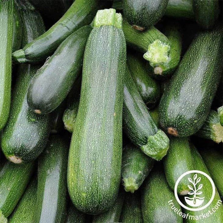 Summer Squash Seed | Zucchini Spineless Beauty Hybrid (treated)