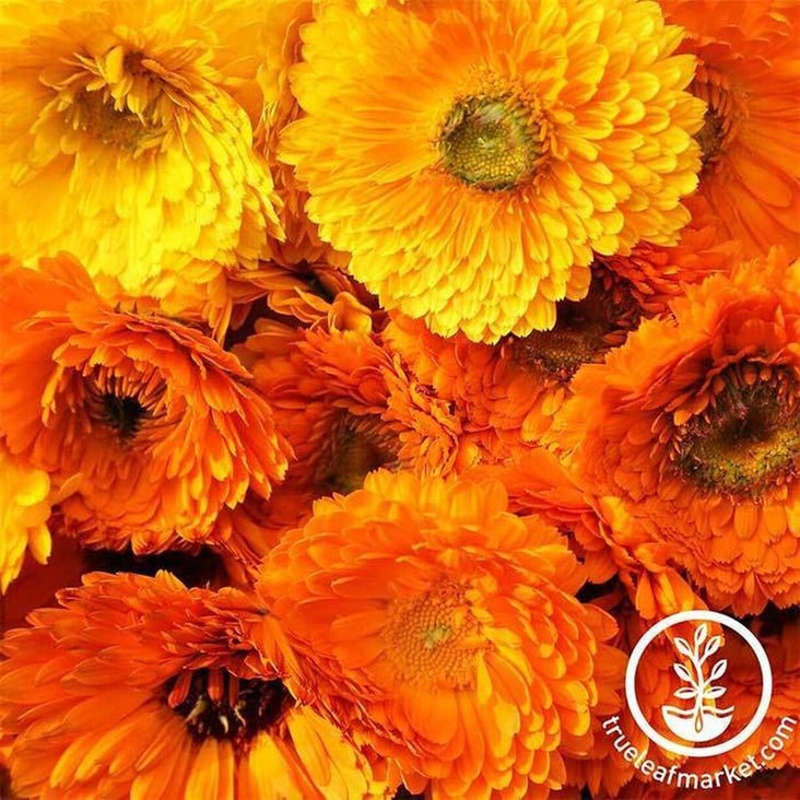 Calendula Flower Seeds -Pacific Beauty Mix | AKA: Common, Pot Marigold