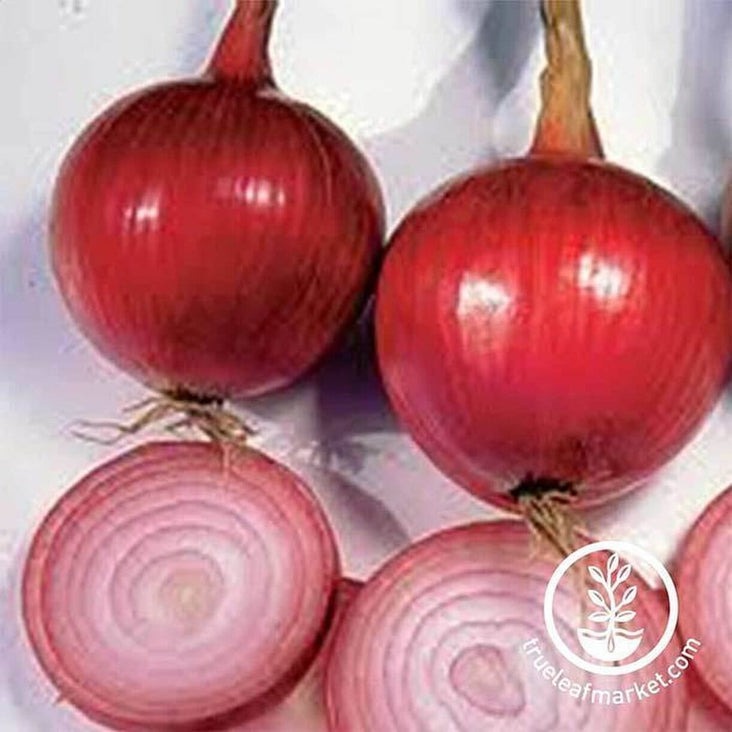 Onion Seed | Southport Red Globe