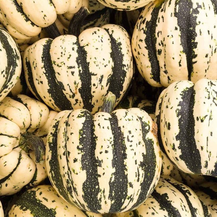 Heirloom Winter Squash Seeds - Sweet Dumpling | Non-GMO Vegetable Seed