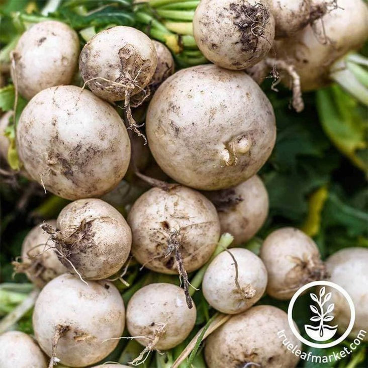 Radish Seed | Hailstone