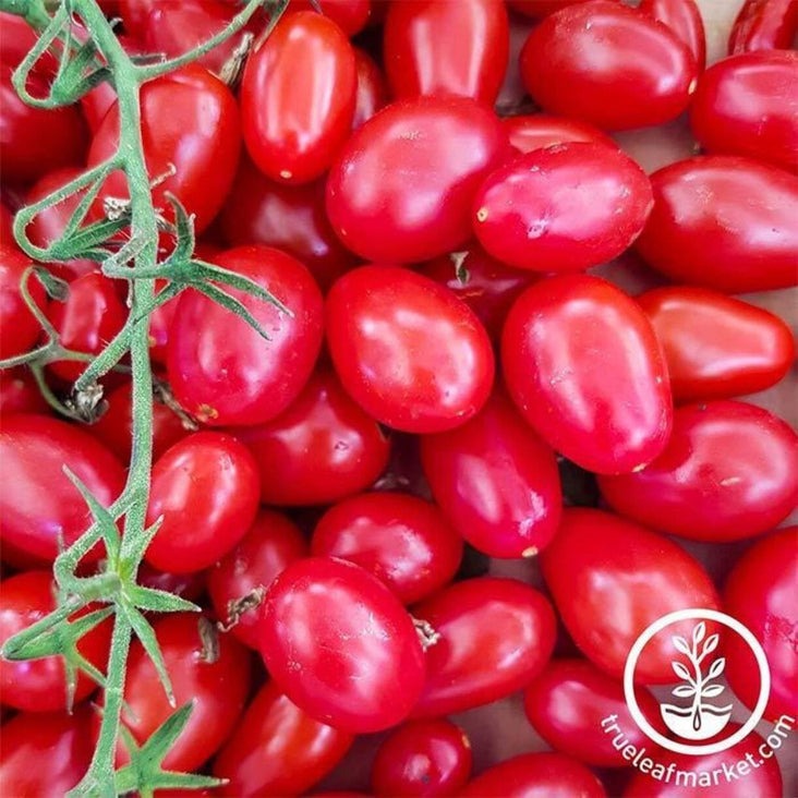 Cherry Tomato Seeds - Juliet Hybrid | Buy Non-GMO Grape Tomato Seeds