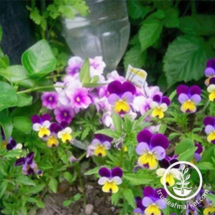 Viola Flower Garden Seeds - Johnny Jump Up | Viola tricolor - Free S&H