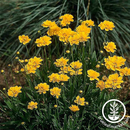 Early Sunrise Coreopsis Seed