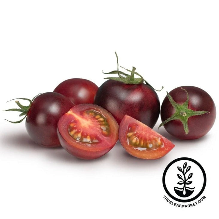 Chocolate Cherry Tomato Seeds | Packet to Bulk